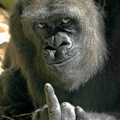 MaimulTheMonkey's profile picture. 