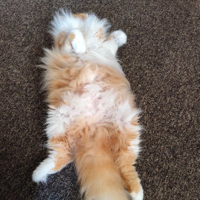 towtowdef's profile picture. orz