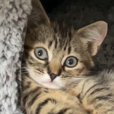 T3TTTY's profile picture. 18 | THEY/THEM