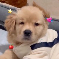 ( ˃̣̣̣̣o˂̣̣̣̣ ) 🍎 (@everyshadeofu) 's Twitter Profile Photo ( ˃̣̣̣̣o˂̣̣̣̣ ) 🍎 (@everyshadeofu) 's Twitter Profile Photo