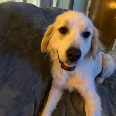 Zoeypup1212's profile picture. Wife, mother ,Dog Mom to Gracie 🦮🐾🦴Music🎶 🎸🌛Nature ☀️🥀🐿️🏈❤️💙#GoBills