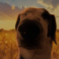 Patcho (@patchothedog) 's Twitter Profile