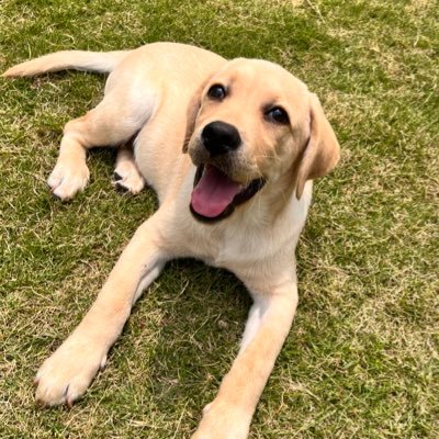 ラブラドール『JJ』くんの成長記録です🦮ヒトもわんこも大好きdog 和歌山県のとあるお菓子屋の看板犬