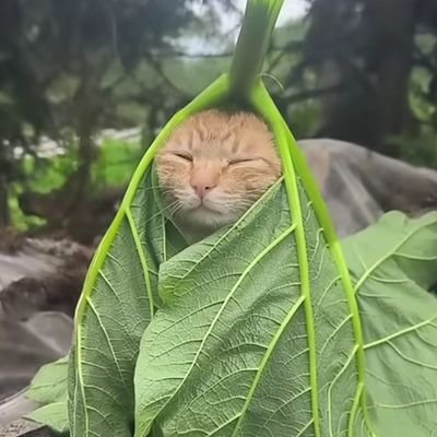 Kirito11009141's profile picture. like to draw.