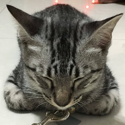 mangmee1919's profile picture. 