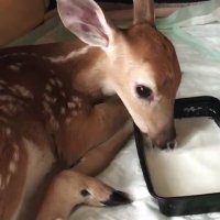cervomit (@d33rv0m1t) 's Twitter Profile