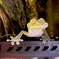 らん (@reptiles_rabbit) 's Twitter Profile