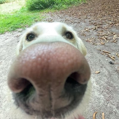 guillerfer06's profile picture. 