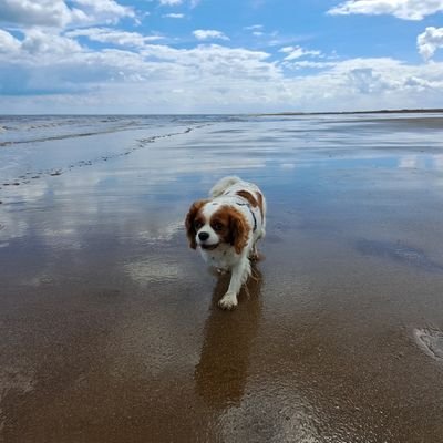 Just a little cavalier enjoying her life🐾💘
Kindness is magic 🪄
Sprinkle it everywhere ✨️
#RememberingHoney
#RememberingBenji