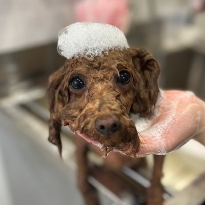 kiii_adhd's profile picture. 見る専