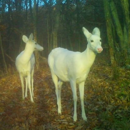 xotlll's profile picture. Heritage American. Expat in ASEAN. I'm just here to be entertained and read the news.