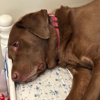 5kM00's profile picture. houston