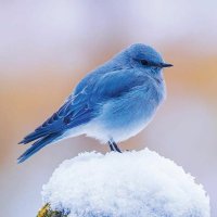 Simon Cherry (@simcsherry) 's Twitter Profile