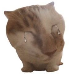 bomaydzai's profile picture. 