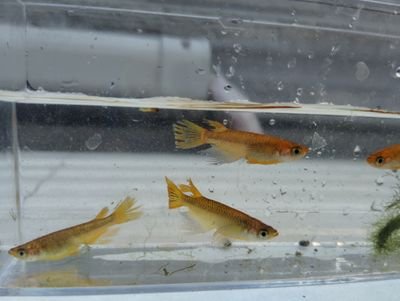 LOVE62925741's profile picture. 飼育４年目でアライグマにほぼ全滅させられ、あまりショックでやる気が無くなりましたが、やっぱりメダカが好きでメダ活辞められません。趣味で飼育してます。チワワも大好きです。
宜しくお願い致します。
インスタやってます。
medaka_sado