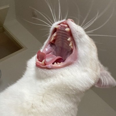 caeeeeさんのプロフィール画像