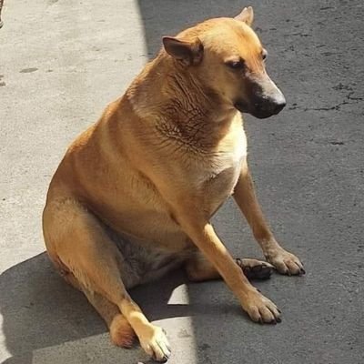 Skizzerさんのプロフィール画像