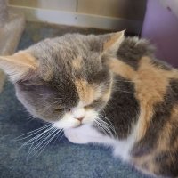 ねこ麻呂 (@roki5781) 's Twitter Profile Photo ねこ麻呂 (@roki5781) 's Twitter Profile Photo