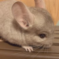 γΎγπ« (@bsdsaz) 's Twitter Profile