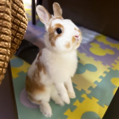 5児ママ👩🏻💋🐰購入のみ、FBのみバイヤー✿·͜·ᰔ 案件お持ちのセラー様ご連絡ください😊いつも沢山のお品提供ありがとうございます🙇🏻♀️✨