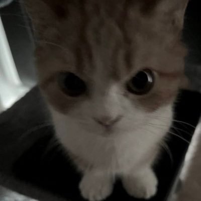 wzhxun1714224's profile picture. iiii女攻｜不互｜s ｜小狗@oxforkeley