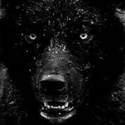 wolf1966rs's profile picture. Liebe Musik Kraft Ausdauer Sport Calisthenics Kickboxen Camping Wandern in den Bergen Ruhe und Natur   Hasse Dumme Menschen wobei nicht Hassen ich gehe ihnen au