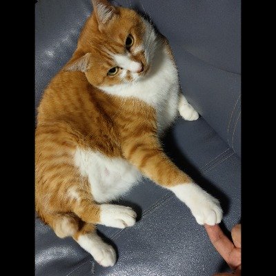 GameOkuyama's profile picture. 英日ゲーム翻訳者。Diablo IV、EVE Online、Railroads Onlineなど。猫と自転車とフォークメタルとシューターが好き。