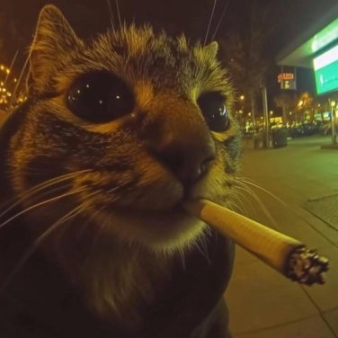 That One Green Mofo.
✧ https://t.co/T4uwlJ0WOe
✧ Plays Chillout VR
✧ Online 24/7
✧ Coffee Andy
✧ Tech Enthusiast
✧ Cat Lover
