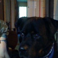 Rottweiler (@michael37440683) 's Twitter Profile