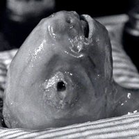 Marilyn of Death (@actualmarilyn) 's Twitter Profile Photo Marilyn of Death (@actualmarilyn) 's Twitter Profile Photo
