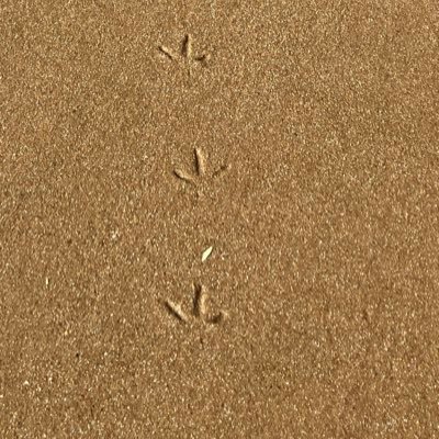 ChatMasque1's profile picture. Mes propos n’engagent que moi. je parle de tout de rien. 🇵🇸 💉💉