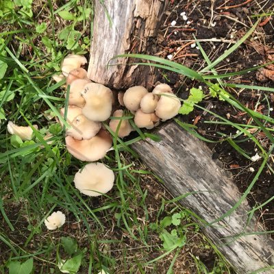 McCallumgirl's profile picture. 