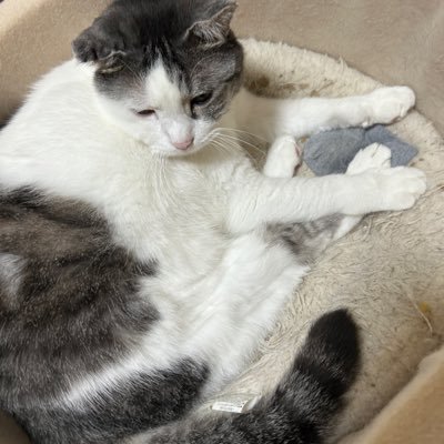 kusiyaki322's profile picture. 双極性障害のくしやき 自閉症 手帳2級