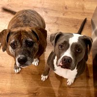 Jacquelyn Pietrantone (@jacquelynp87) 's Twitter Profile