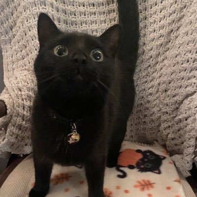 Jaegersbite's profile picture. games and repost fanart. I’m just here and I’m 22🤌🏼