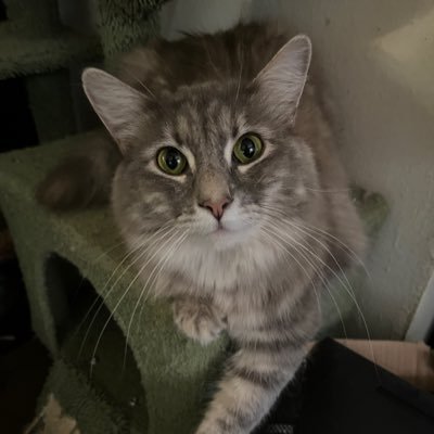 I'm 3! I was found in a Hardee's drive thru.