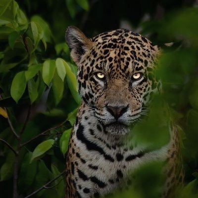SteevNGG's profile picture. 🇬🇫🐆