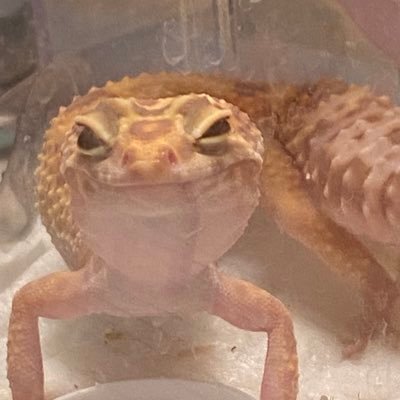 JiehaoY87447's profile picture. https://t.co/fLJ8YmVuUO