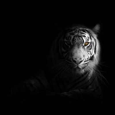 VSaiKumarReddy0's profile picture. 🦖