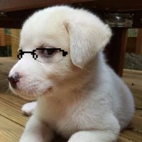 감이 (@i00shark) 's Twitter Profile Photo 감이 (@i00shark) 's Twitter Profile Photo