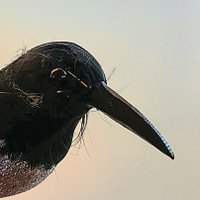 Cletus Crow (@cletuscrow) 's Twitter Profile