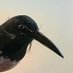 Cletus Crow (@cletuscrow) Twitter profile photo Cletus Crow (@cletuscrow) Twitter profile photo