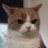 Alerocats's profile image