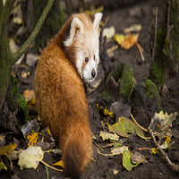 Nlm2aty3rY32740's profile picture. ESG投資ファンド立ち上げ、創造性豊かな人です。特にJ-POP作詞、ピアノ演奏、日本料理研究が好きで、日々充実した生活を送っています。