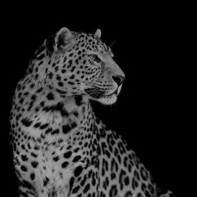 a1alm1's profile picture. data engineer