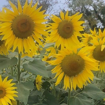 sazamaru61's profile picture. 生きているだけで価値のある社会