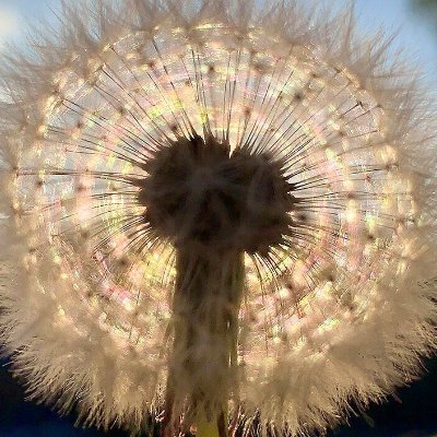 RNcphr's profile picture. Esporádico