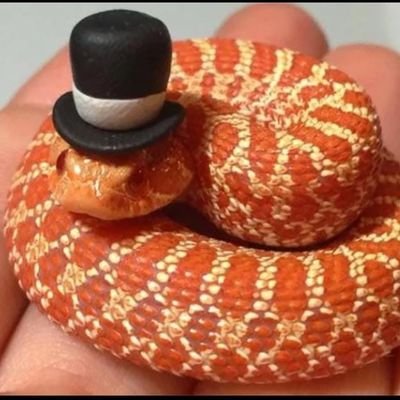 Kira733782's profile picture. 