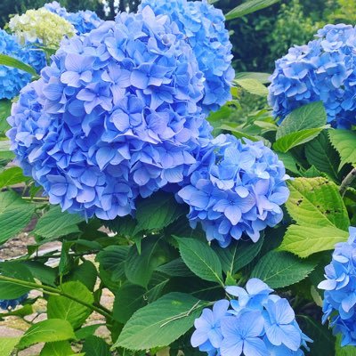 anime099999's profile picture. アニメ制作進行・演出志望の一般大学生です！ 無言フォローｽｲﾏｾﾝ