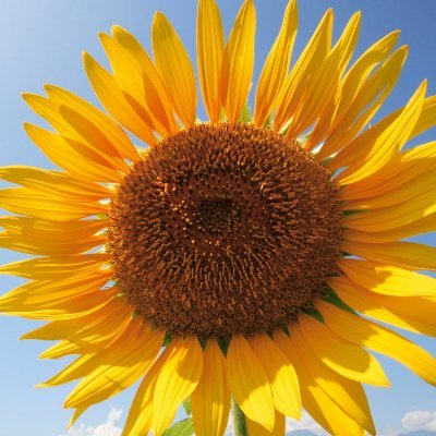 srndpty_eulogy's profile picture. 🌹🌻 𝟐𝟎+| 𝐚𝐠𝐞𝐧𝐝𝐞𝐫|𝐦𝐚𝐢𝐧 𝐚𝐫𝐭 𝐚𝐜𝐜𝐨𝐮𝐧𝐭
🌹🌻𝐲𝐚𝐩𝐩𝐞𝐫 𝐚𝐜𝐜𝐨𝐮𝐧𝐭 @shdwly_murmur